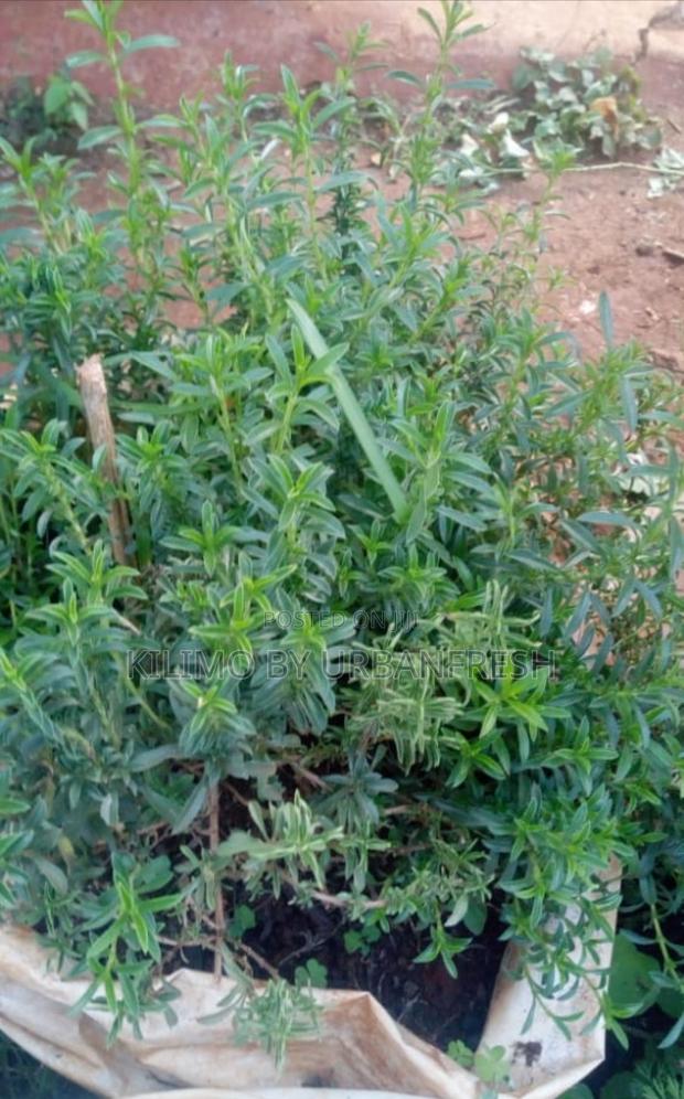 Winter Savory Plant Seedling. - thumbnail 3