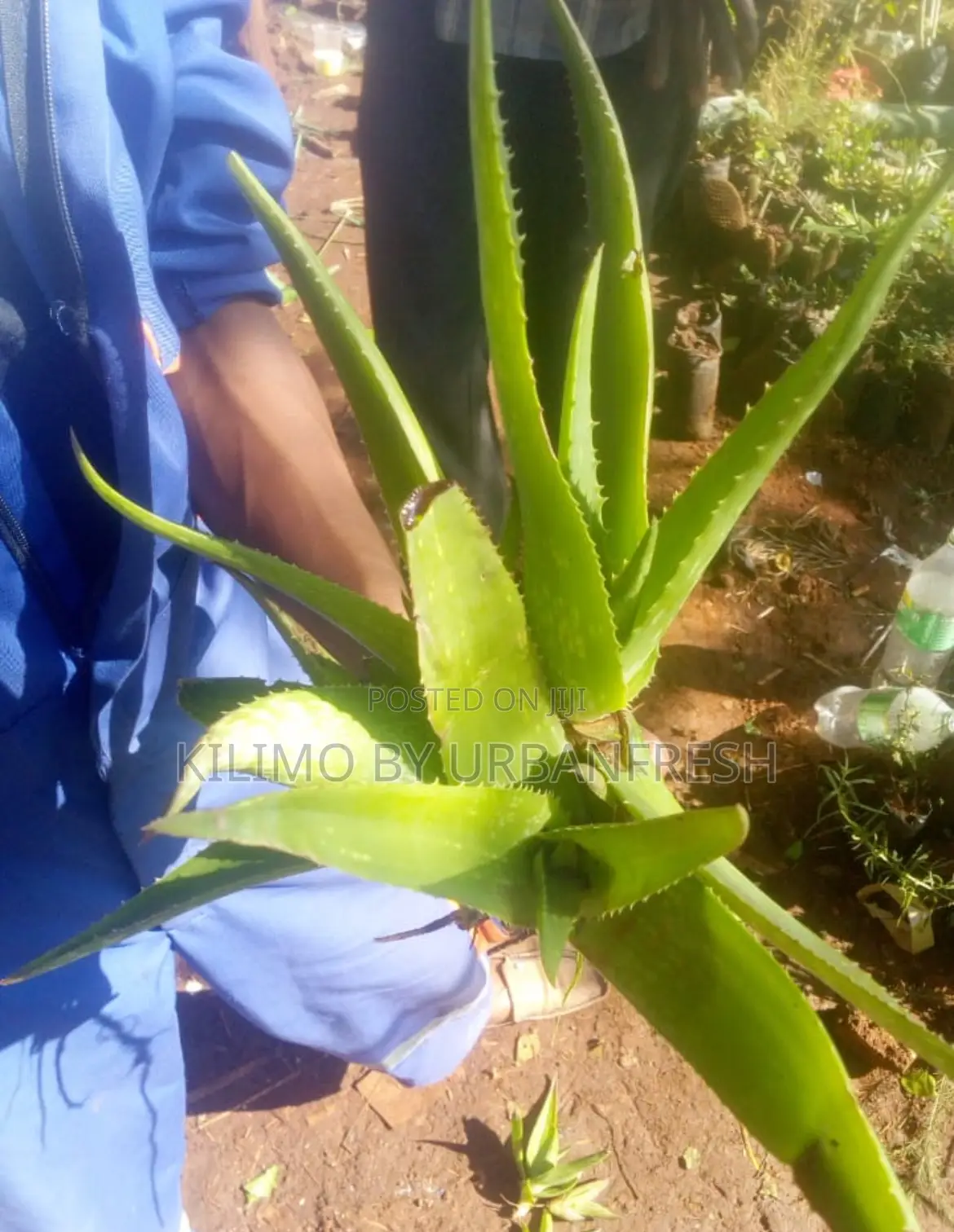 Sweet Aloevera Seedling Less Bitter Variety