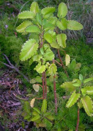 Leaf of Life ( Miracle Leaf ) Seedling - main view