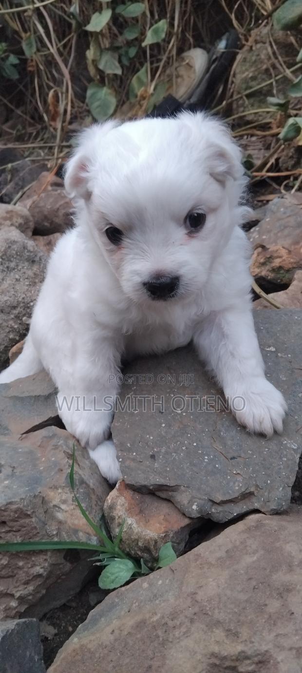 1-3 months Male Purebred Pomeranian