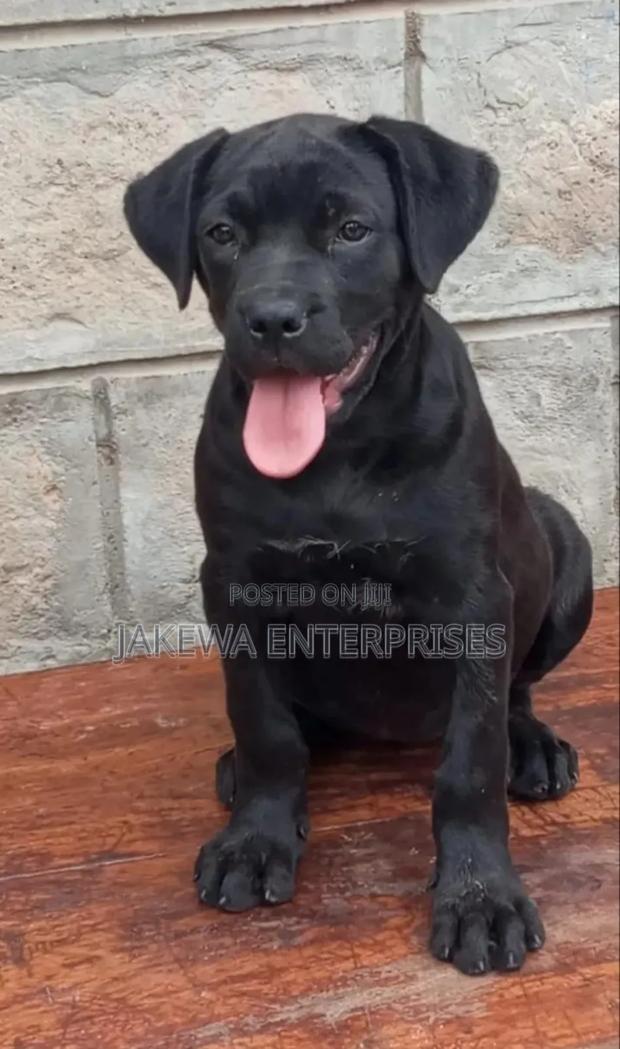 1-3 months Female Purebred Boerboel