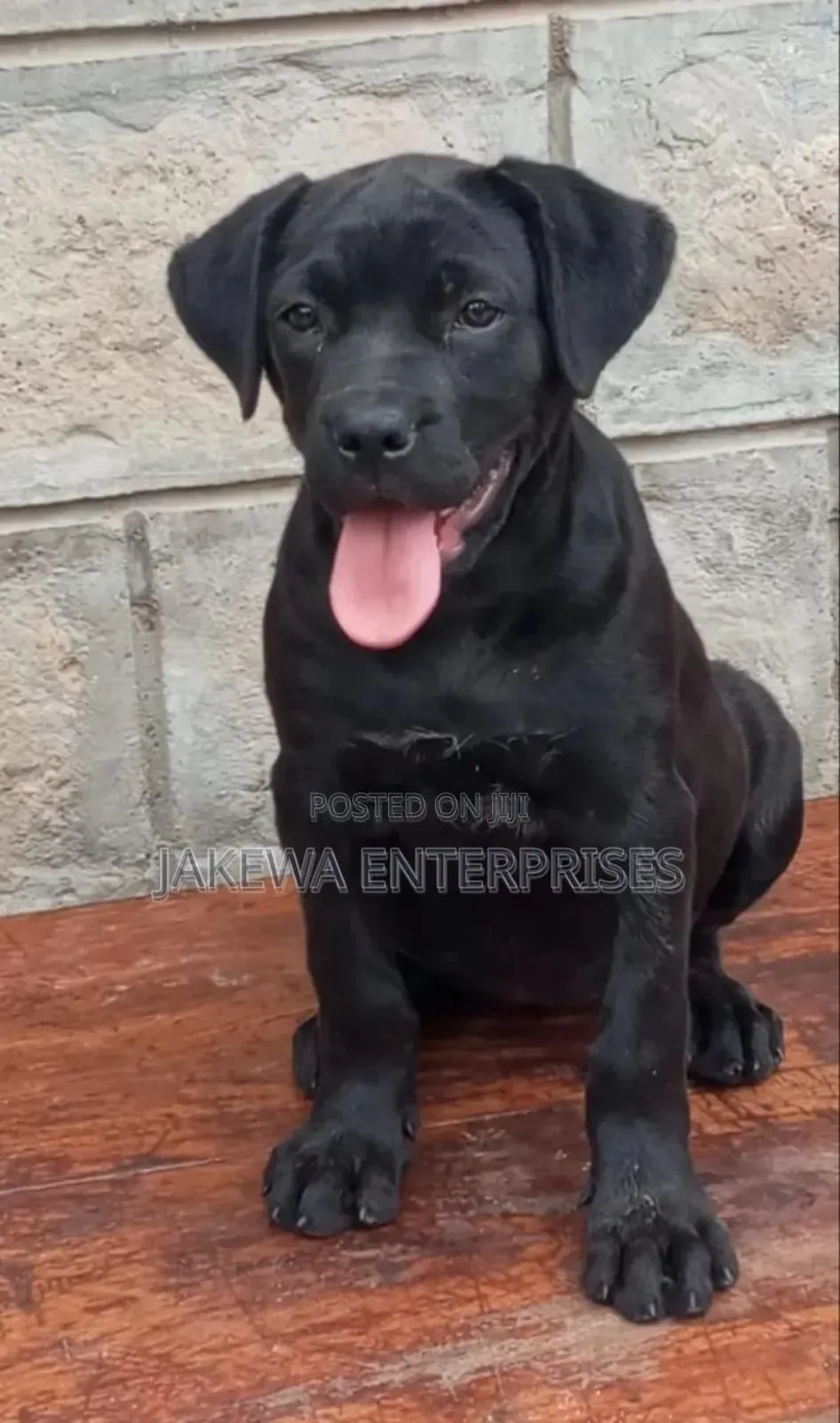 1-3 months Female Purebred Boerboel