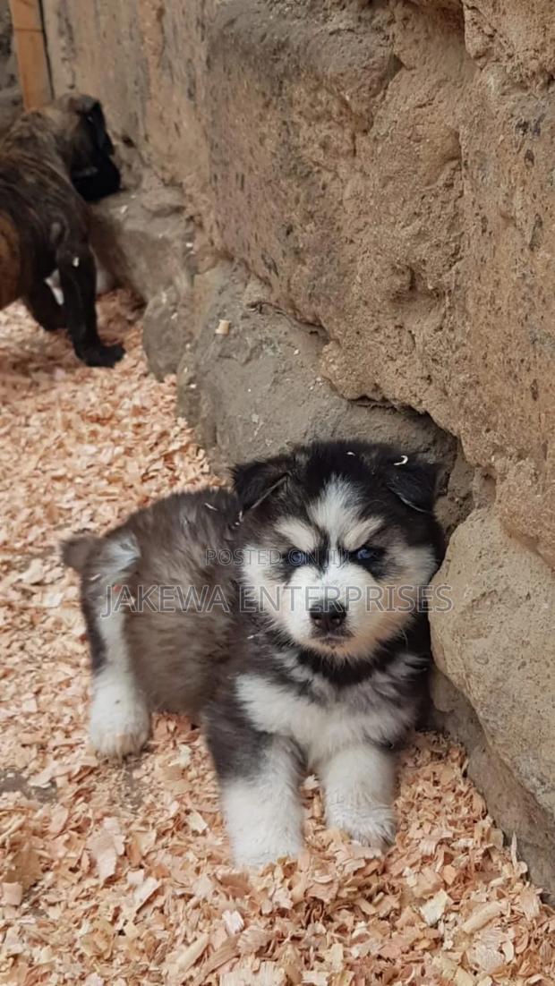 1-3 months Female Purebred Siberian Husky