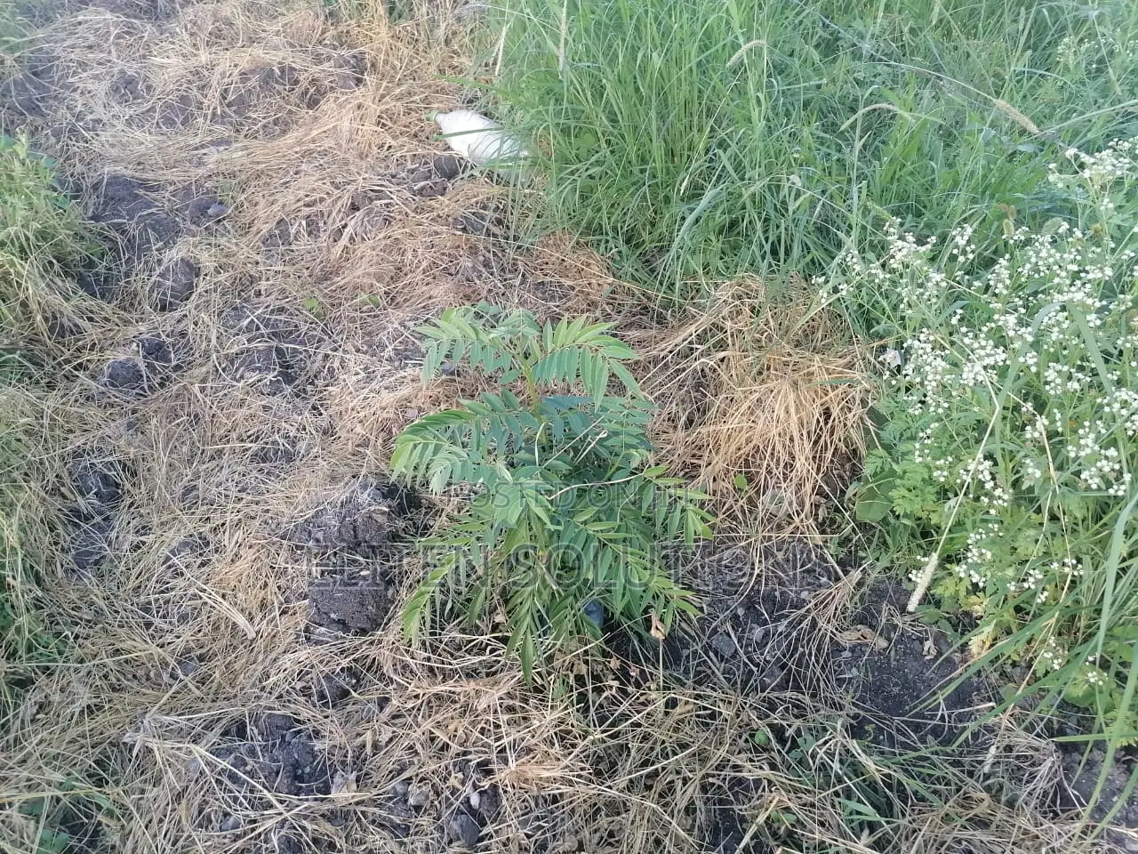 Plot of Sale. Kamulu-Embakasi Ranching Block 136