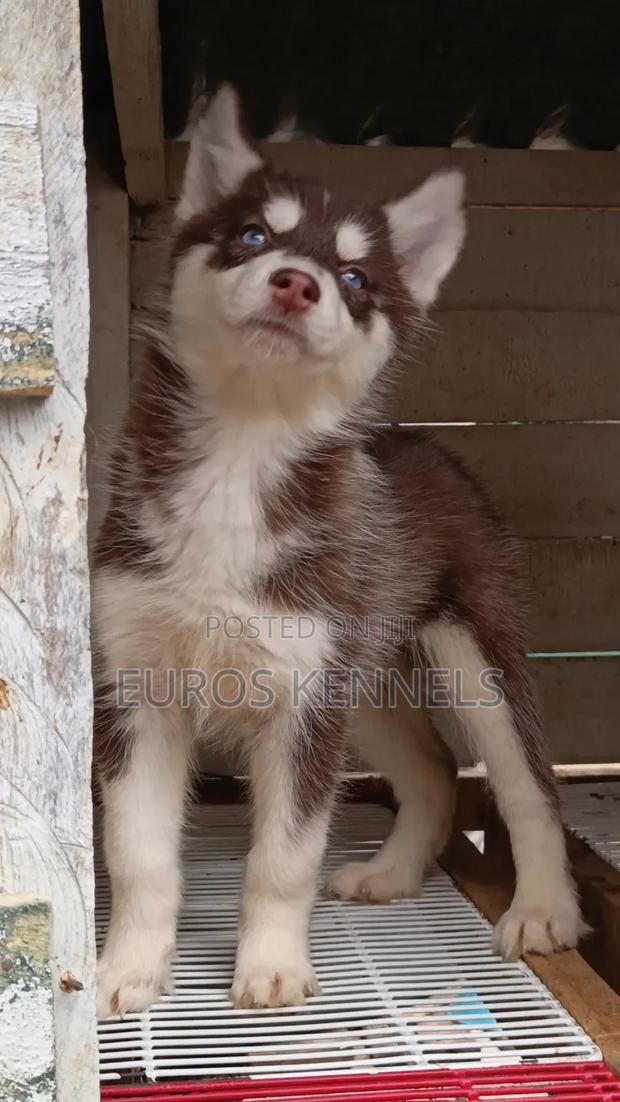 1-3 months Female Purebred Siberian Husky