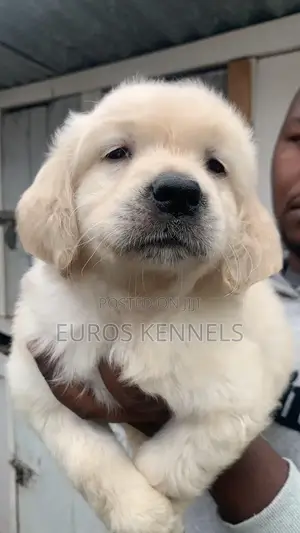 1-3 months Male Purebred Golden Retriever