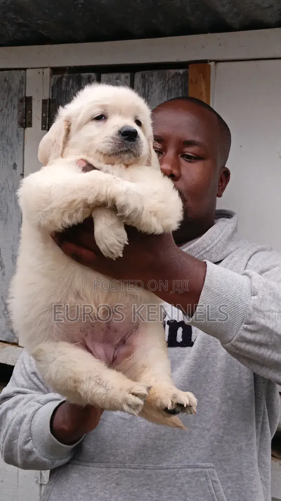 1-3 months Male Purebred Golden Retriever