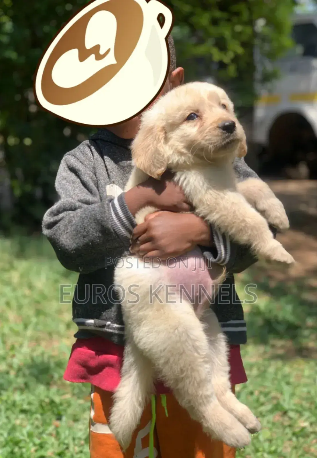 1-3 months Male Purebred Golden Retriever