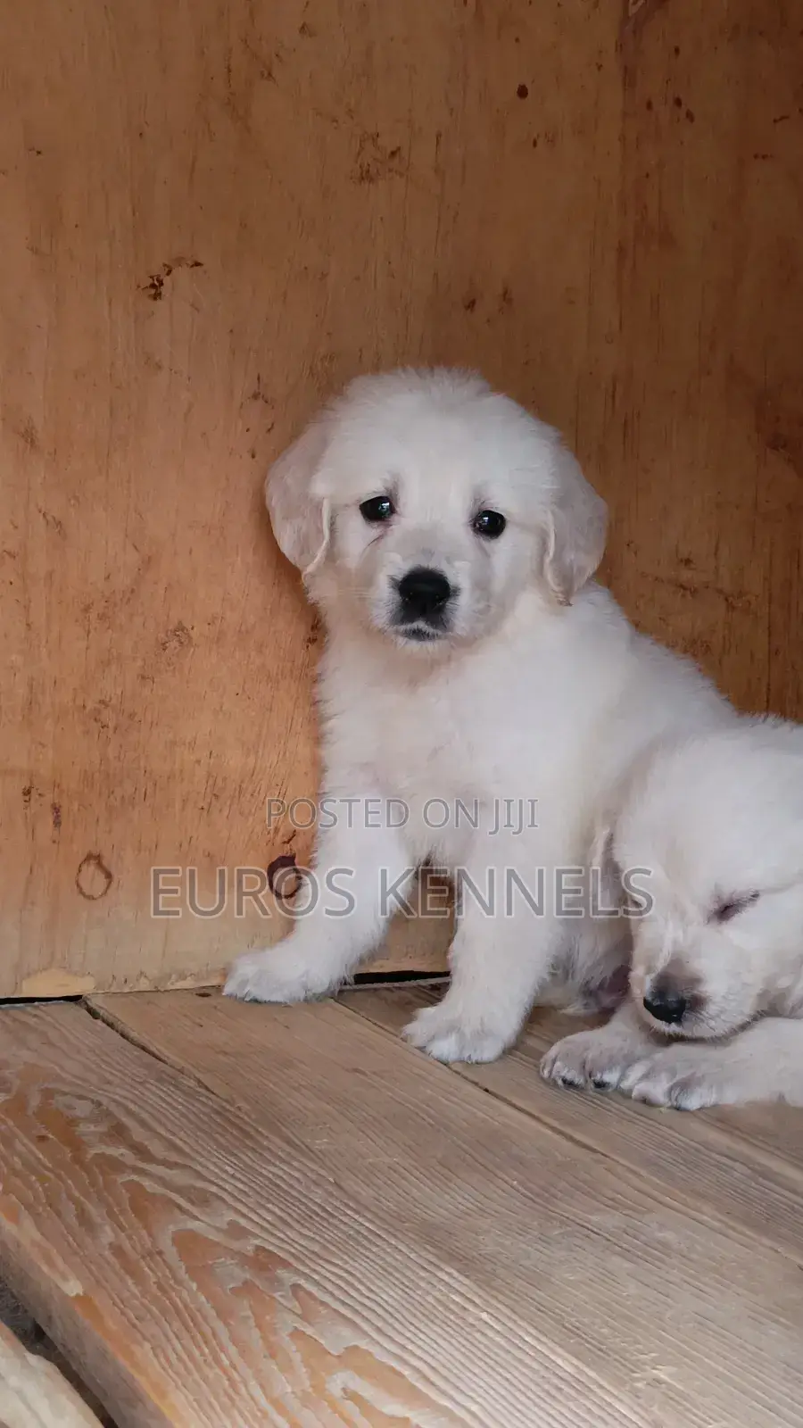 1-3 months Male Purebred Golden Retriever