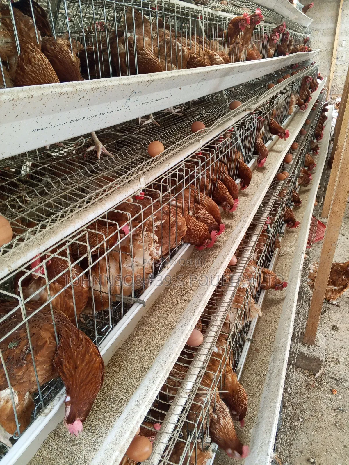 128birds Cage
