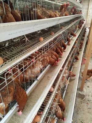 128birds Cage