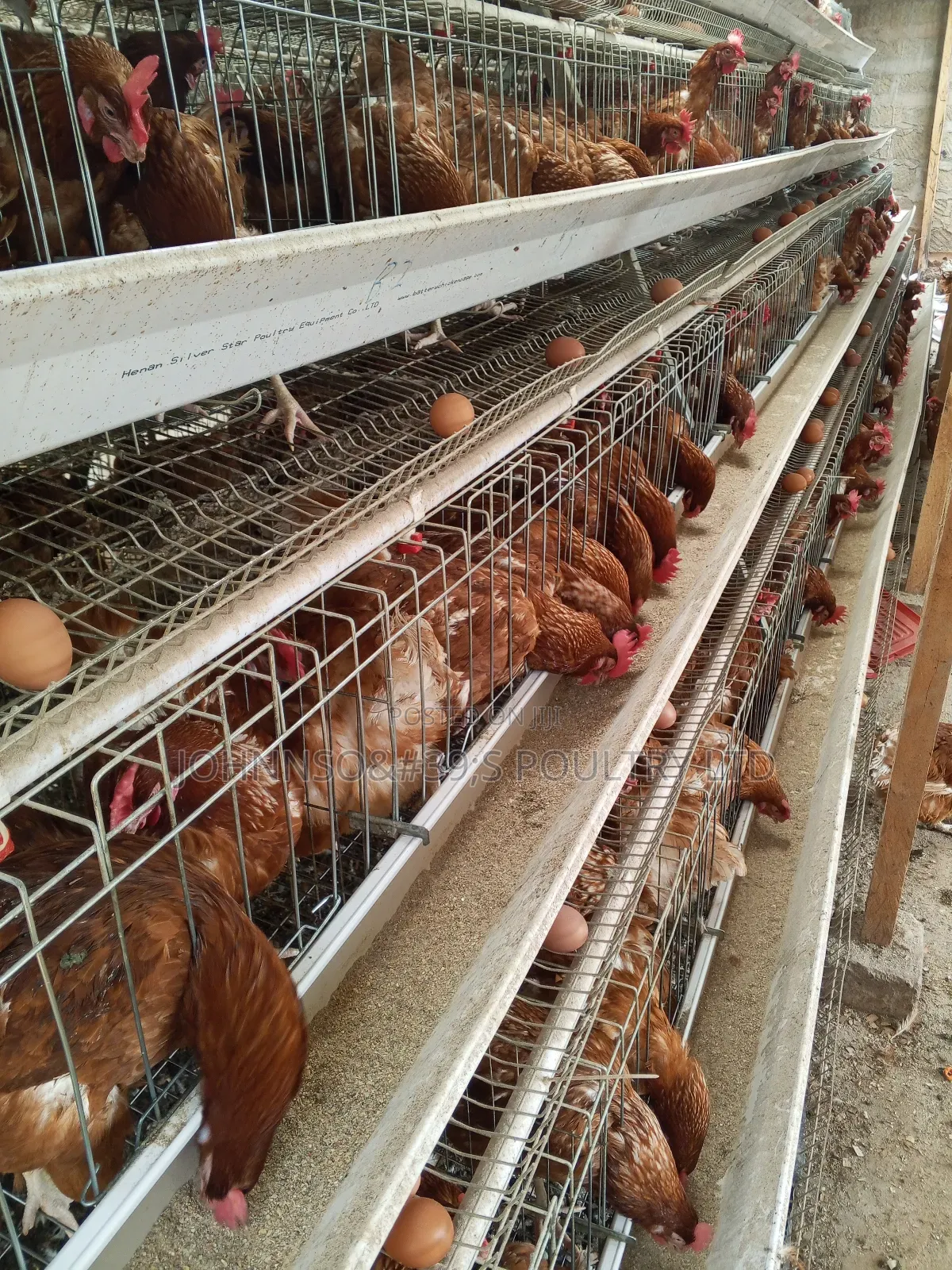 128birds Cage