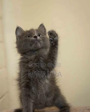 1-3 months Male Purebred Russian Blue - thumbnail 2