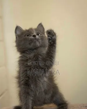 1-3 months Male Purebred Russian Blue