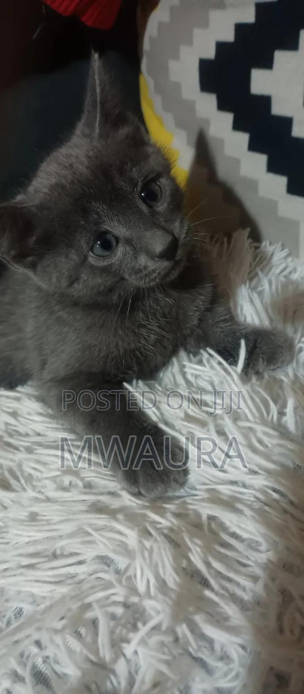 1-3 months Male Purebred Russian Blue - thumbnail 3