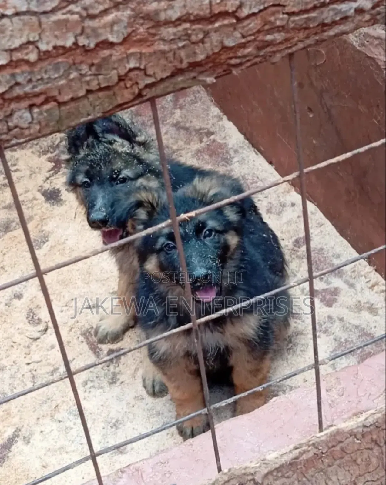 1-3 months Male Purebred German Shepherd