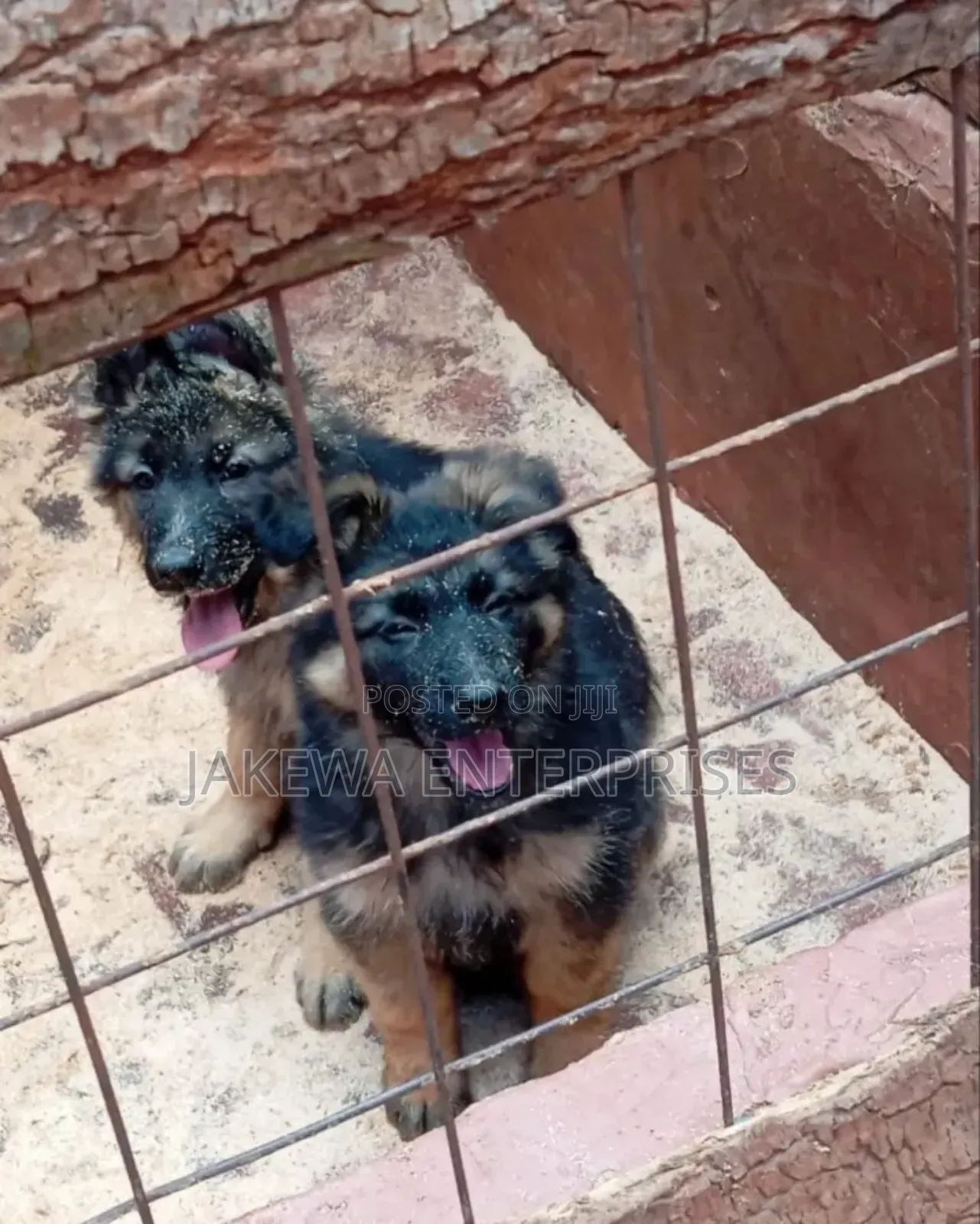 1-3 months Female Purebred German Shepherd