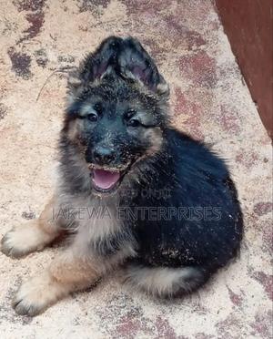 1-3 months Male Purebred German Shepherd - thumbnail 2