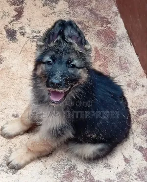 1-3 months Male Purebred German Shepherd
