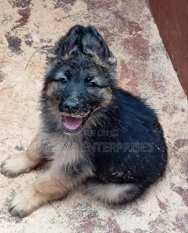 1-3 months Male Purebred German Shepherd - main view