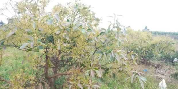 2 or 1acres Land in Nakuru Bahati Karunga Good for Farming, Red Soil