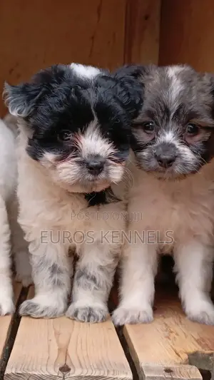 1-3 months Male Purebred Havanese