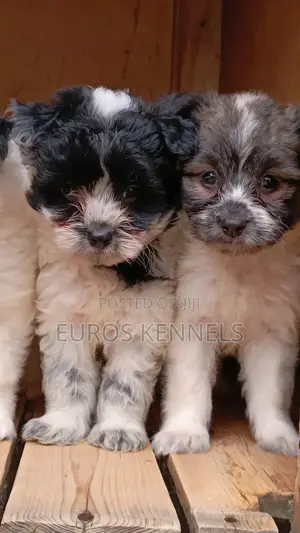 1-3 months Male Purebred Havanese