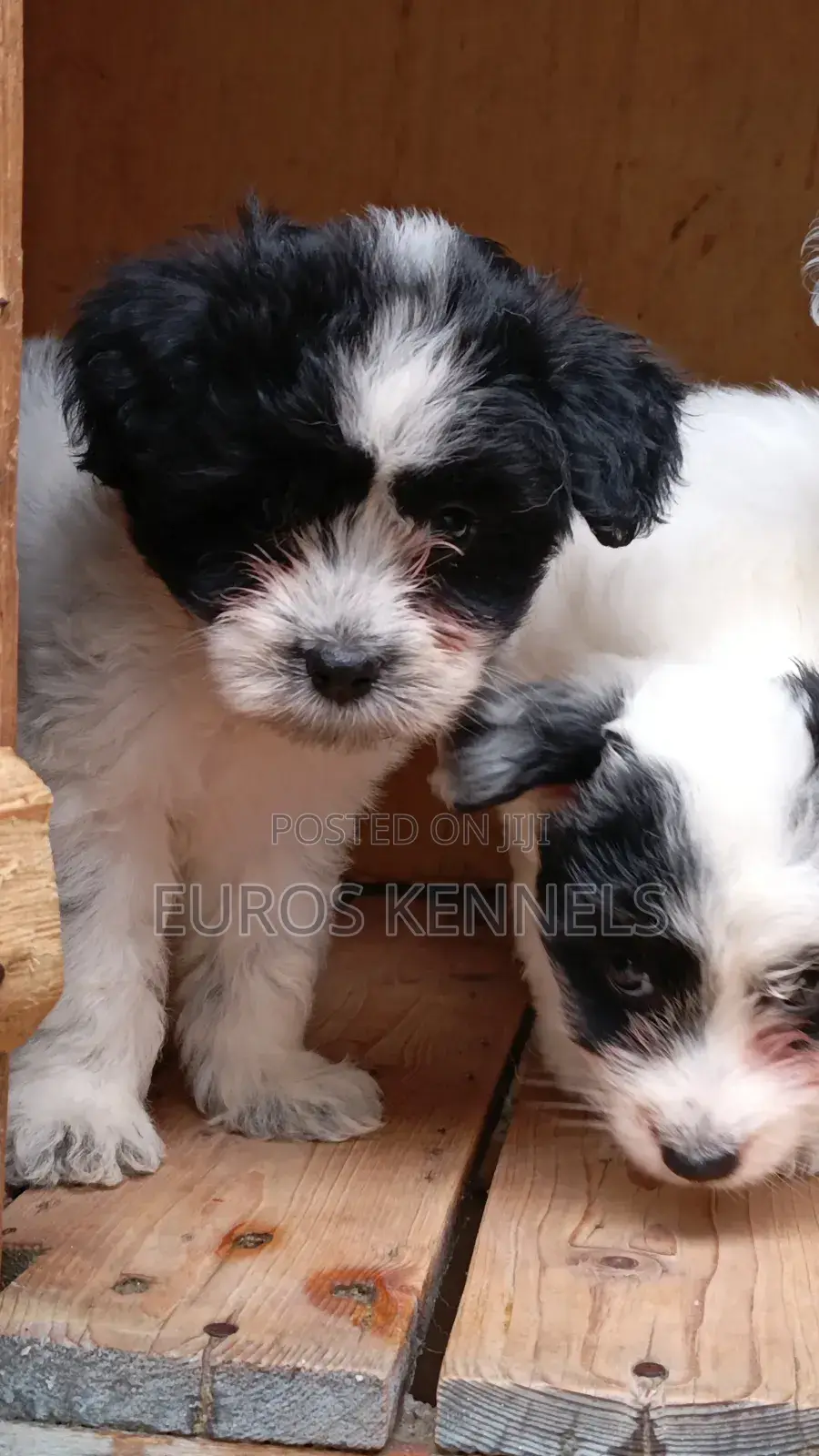1-3 months Male Purebred Havanese