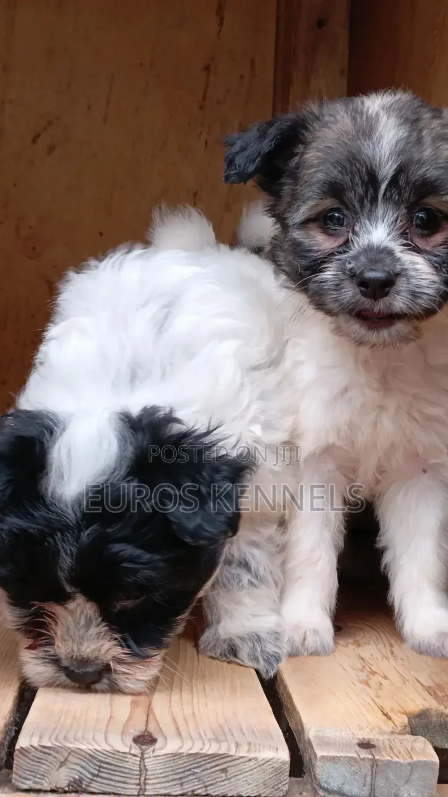 1-3 months Male Purebred Havanese