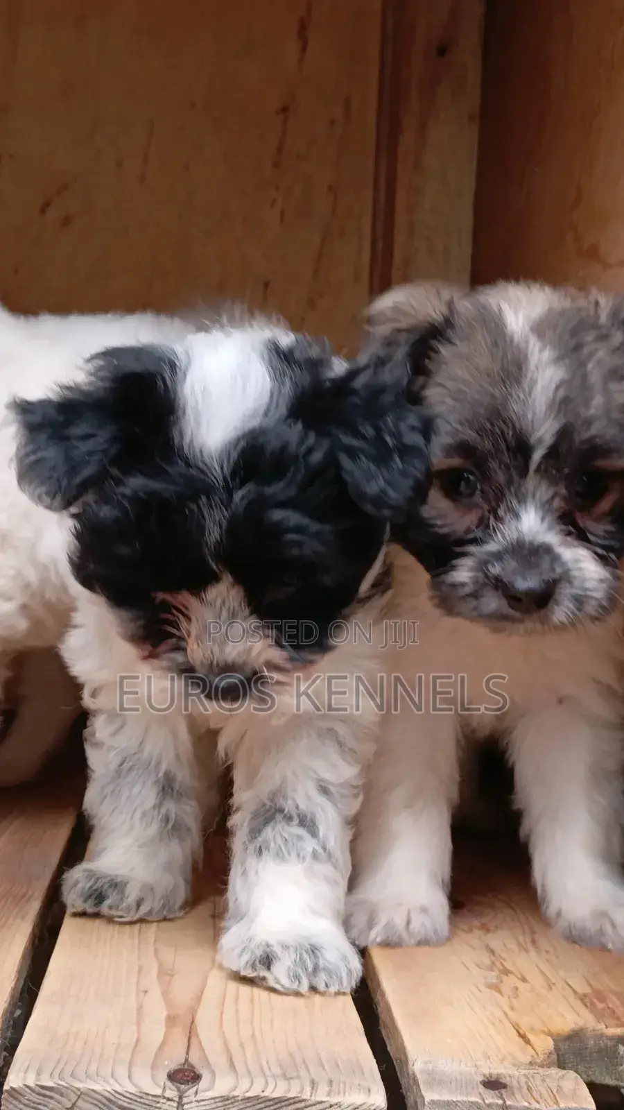 1-3 months Male Purebred Havanese