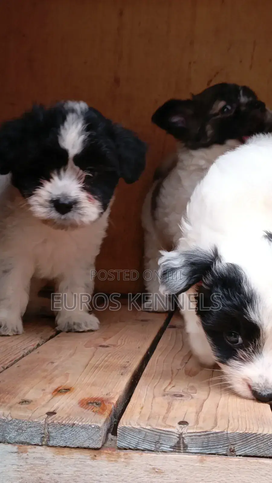 1-3 months Male Purebred Havanese
