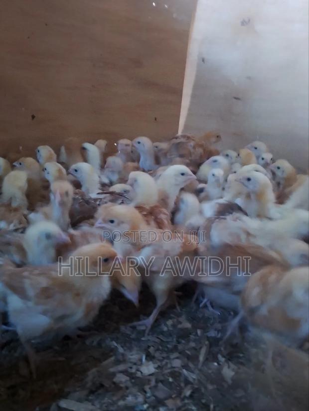 Improved Kienyeji - main view