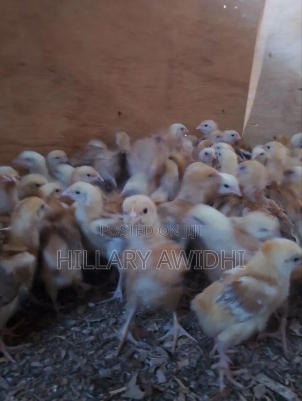 Improved Kienyeji - thumbnail 2