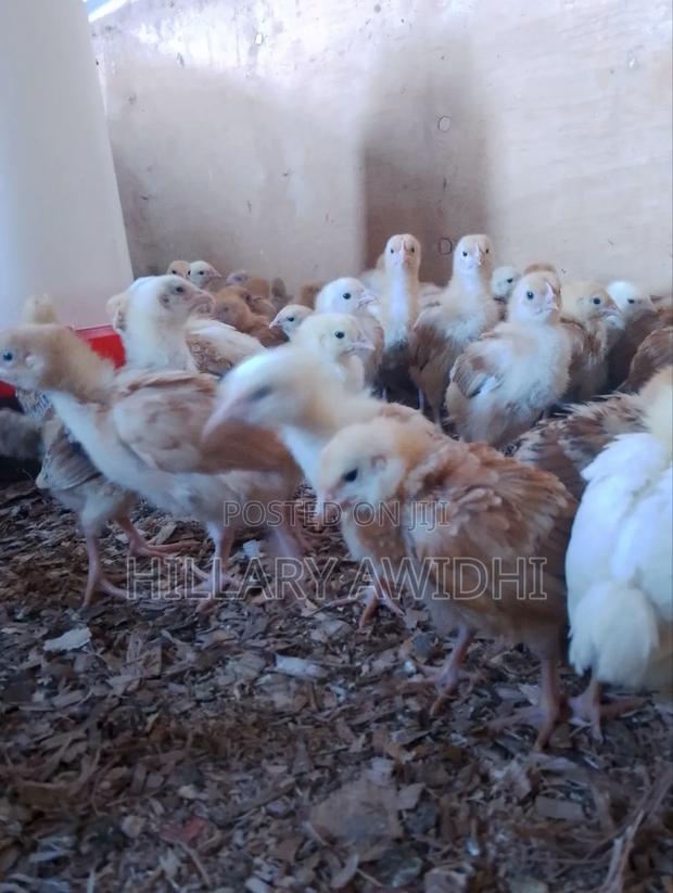 Improved Kienyeji - thumbnail 3