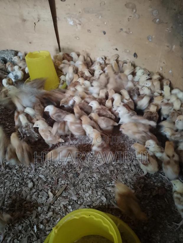 Improved Kienyeji - thumbnail 4