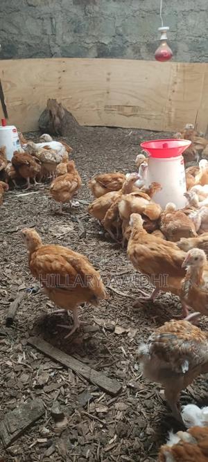 Improved Kienyeji - main view