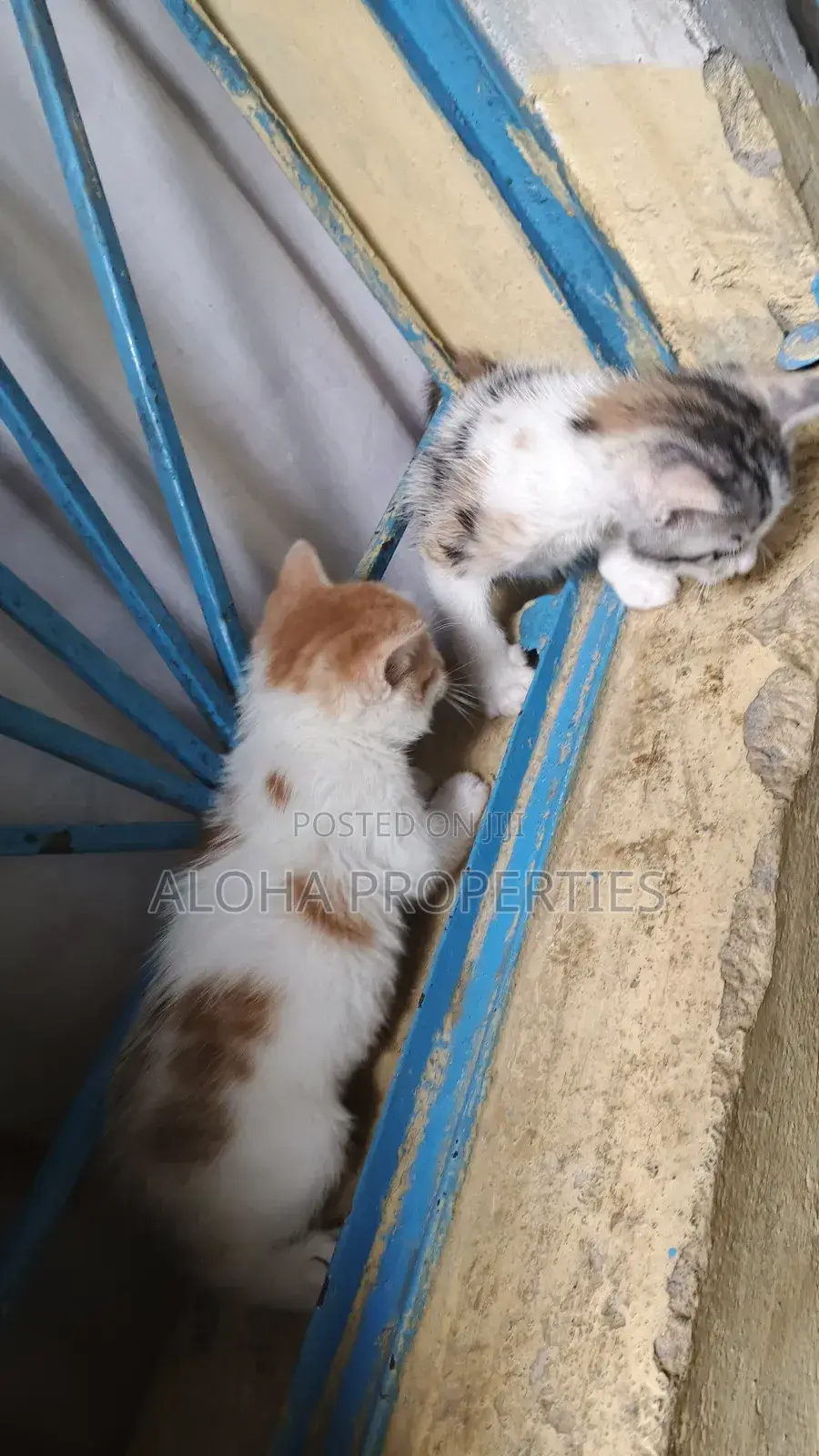 1-3 months Female Mixed Breed American Shorthair