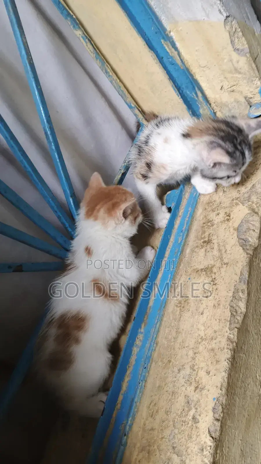 1-3 months Female Mixed Breed American Shorthair
