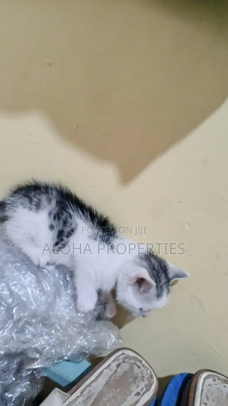 1-3 months Female Mixed Breed American Shorthair