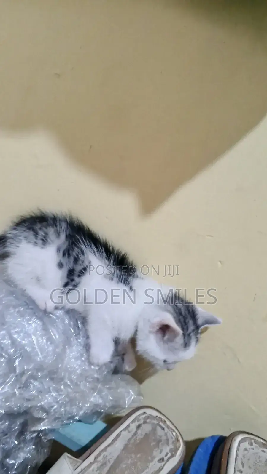 1-3 months Female Mixed Breed American Shorthair