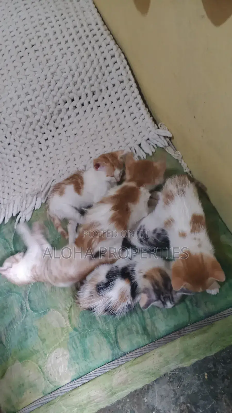 1-3 months Female Mixed Breed American Shorthair