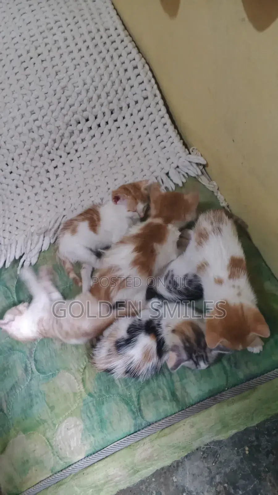 1-3 months Female Mixed Breed American Shorthair