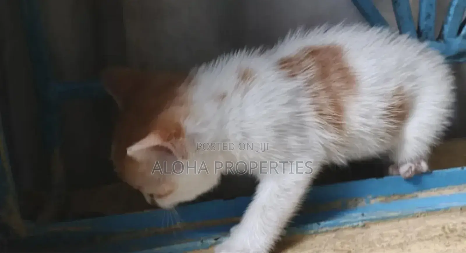1-3 months Female Mixed Breed American Shorthair