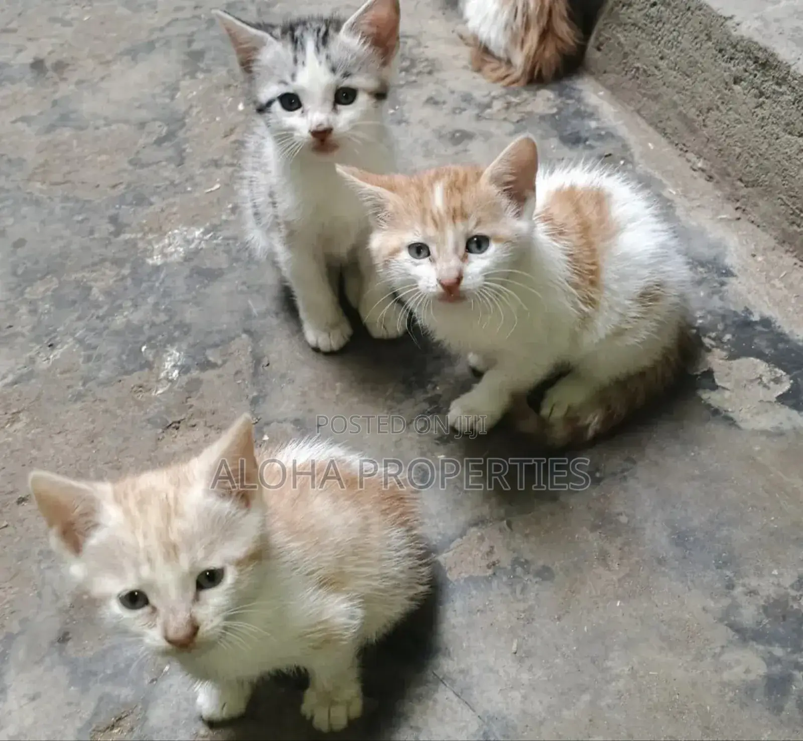 1-3 months Female Mixed Breed American Shorthair