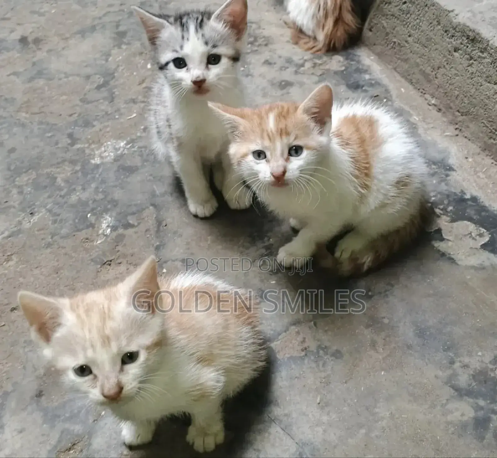 1-3 months Female Mixed Breed American Shorthair