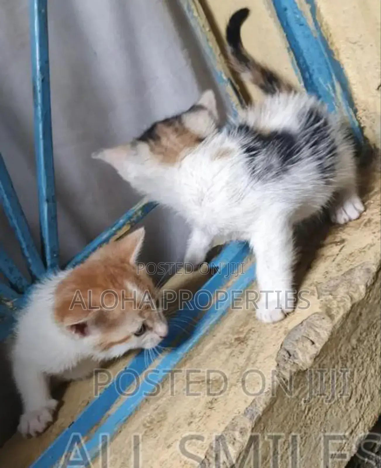 1-3 months Female Mixed Breed American Shorthair