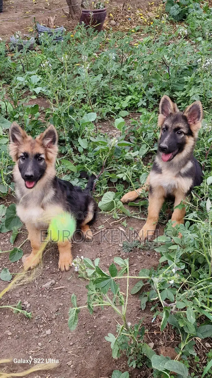 1-3 months Male Purebred German Shepherd