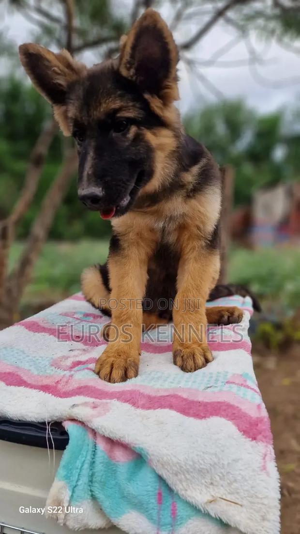 1-3 months Male Purebred German Shepherd - thumbnail 3