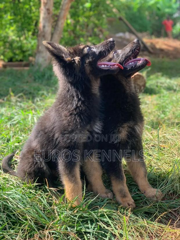 1-3 months Male Purebred German Shepherd - thumbnail 4