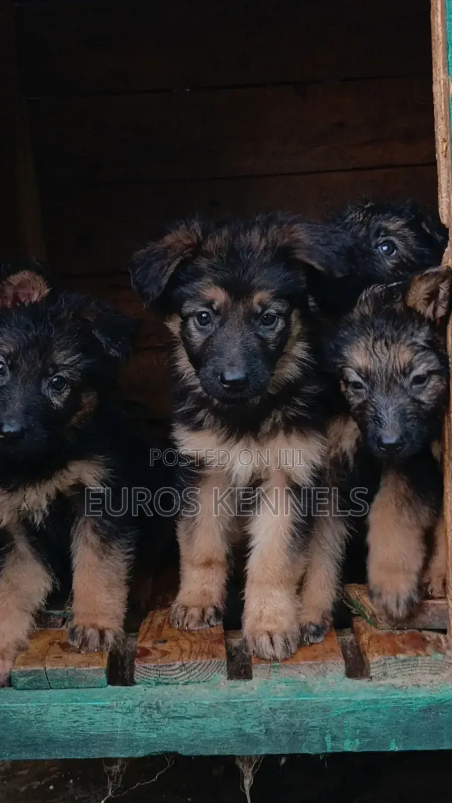 1-3 months Male Purebred German Shepherd